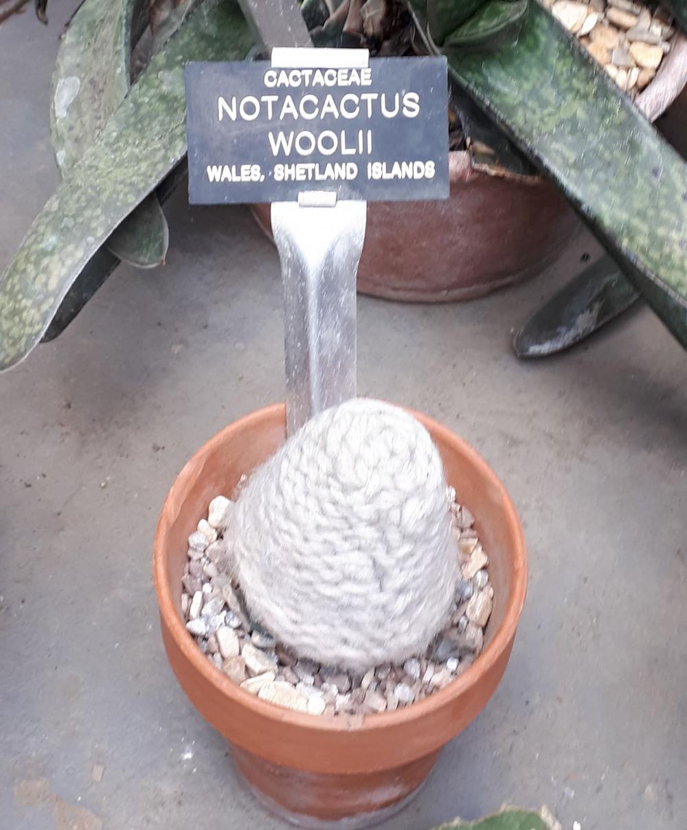 Notocactus woollii