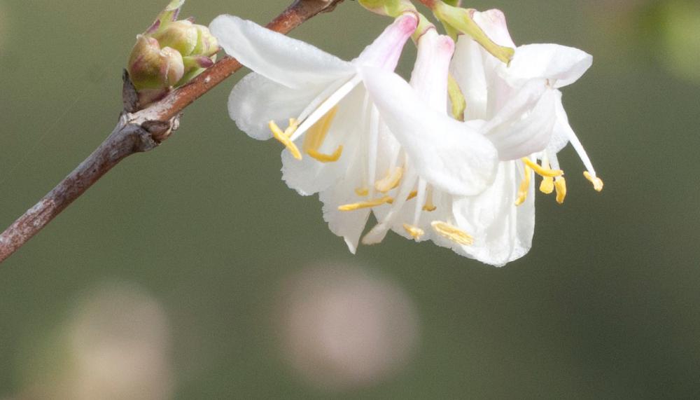 Lonicera fragrantissima